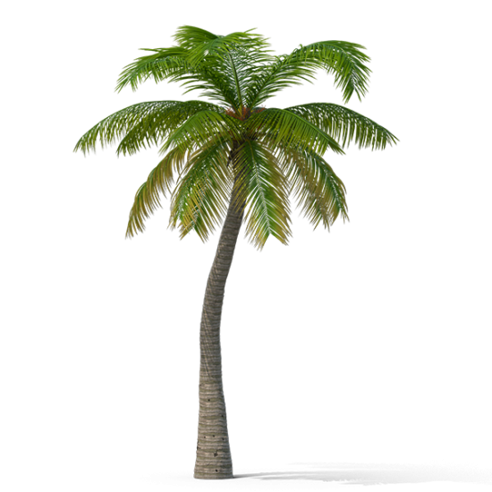 Washingtonia Palm Tree – Aspire Group