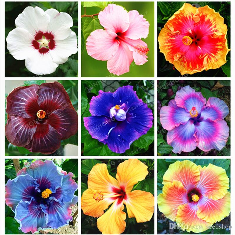 Hibiscus Flower – Aspire Group